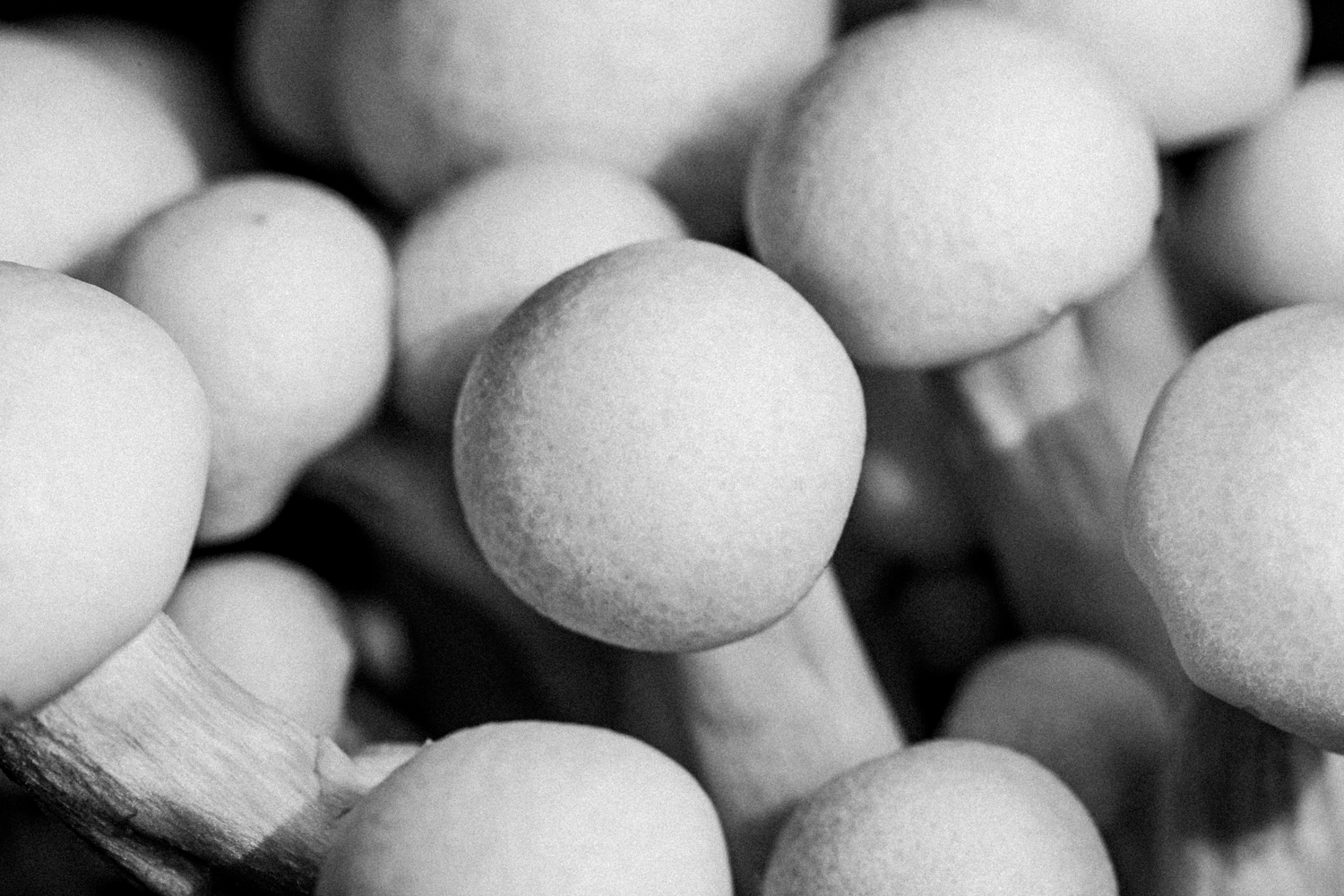 Abstract food still life cluster of mushrooms in black and white