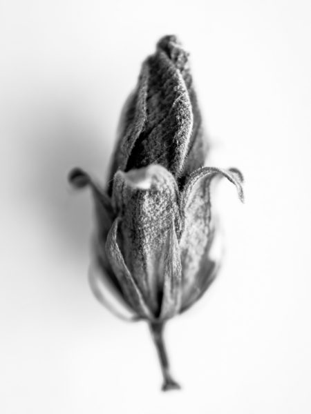 Flower black and white still life photograph