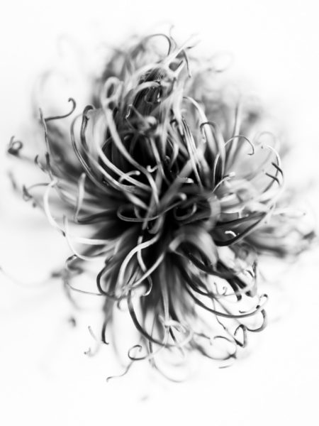 Botanical study of flower stigma in black and white