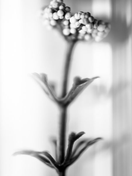 Plastic flower fine art black and white photograph
