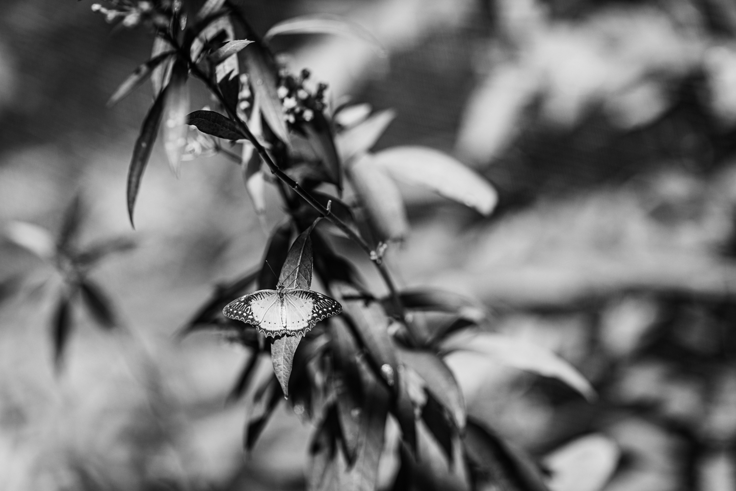 Butterfly with wings spread, resting on a leaf at Kuang Si Butterfly Park - Luang Prabang - Laos