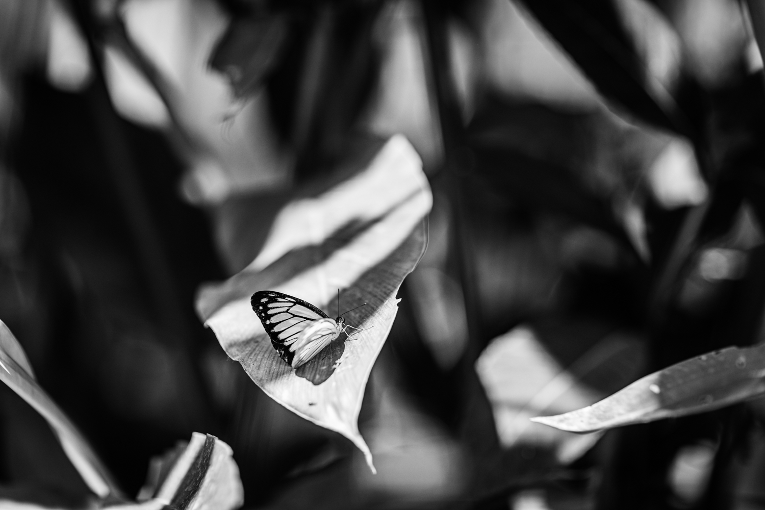 Butterfly resting on a leaf at the Kuang Si Butterfly Park - Luang Prabang - laos