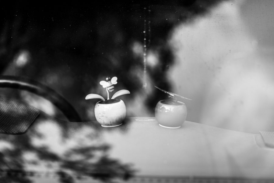 Car dashboard with a bumble bee sitting on a leaf and butterfly plastic toys in circular pots black and white fine art