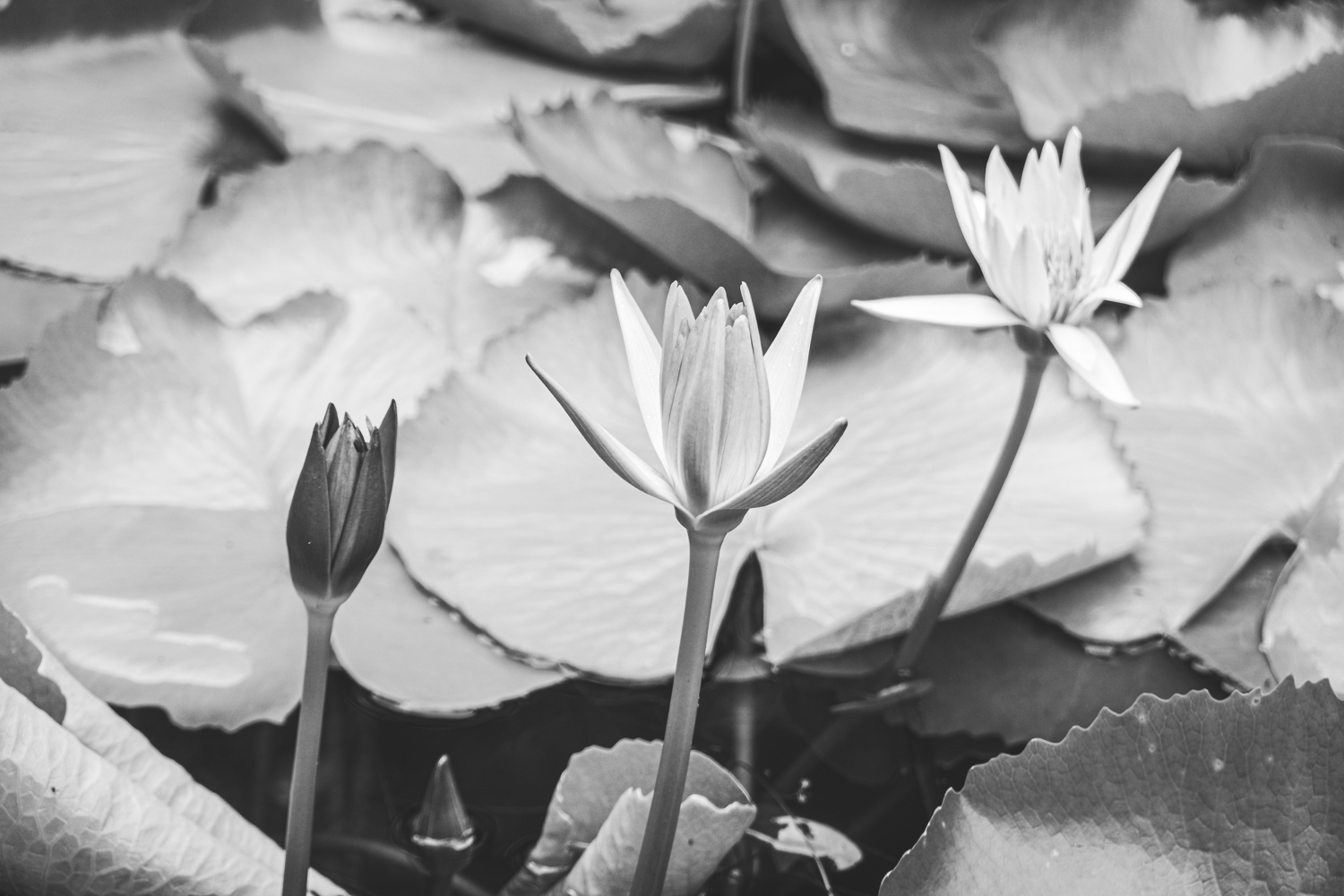 Lotus the most sacred flowers in stages of blooming black and white photograph