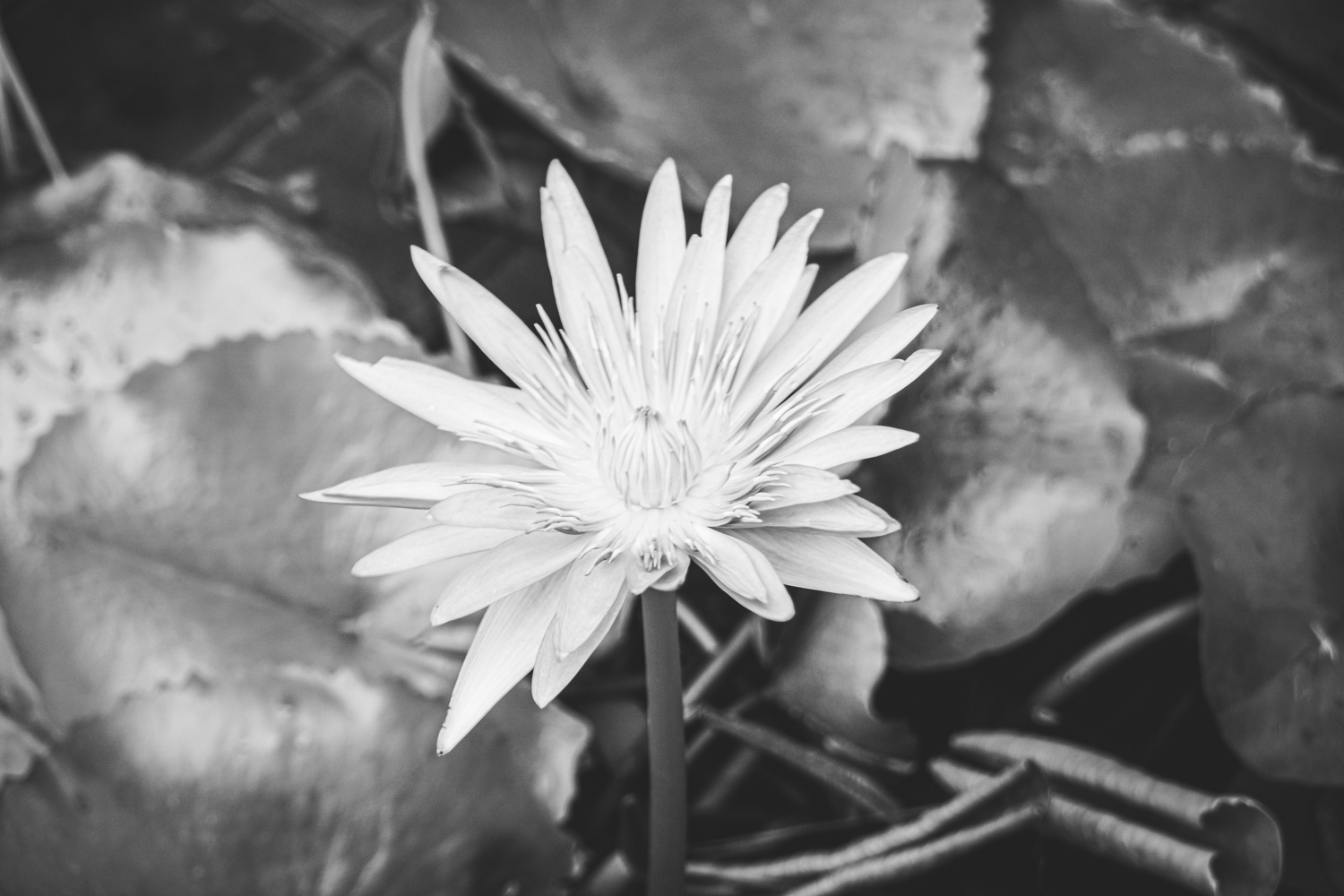 Lotus the most sacred flower in bloom black and white photo Phuket Thailand