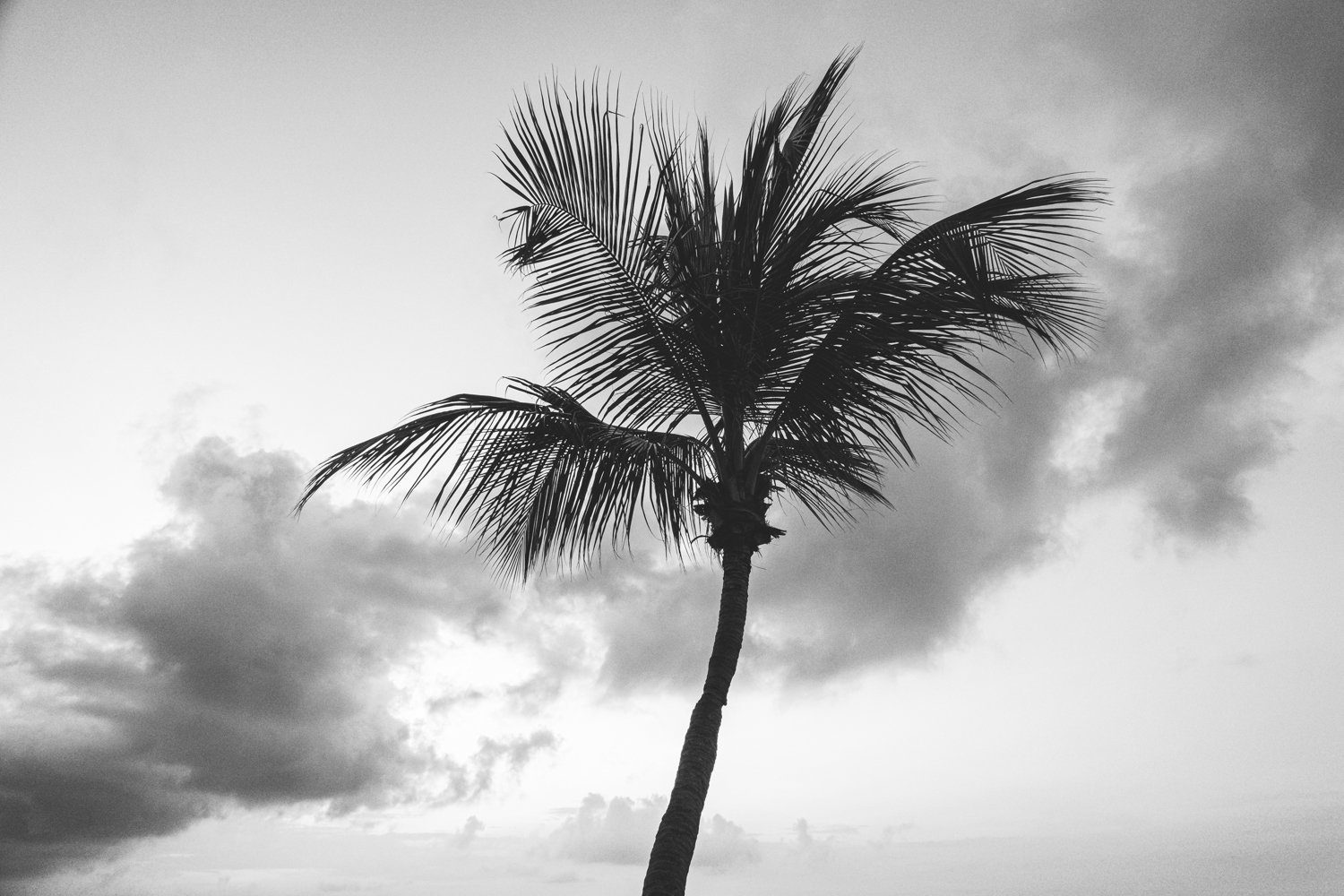 Palm tree with clouds in the background at Oceanfront condominium at Sentosa Cove Singapore