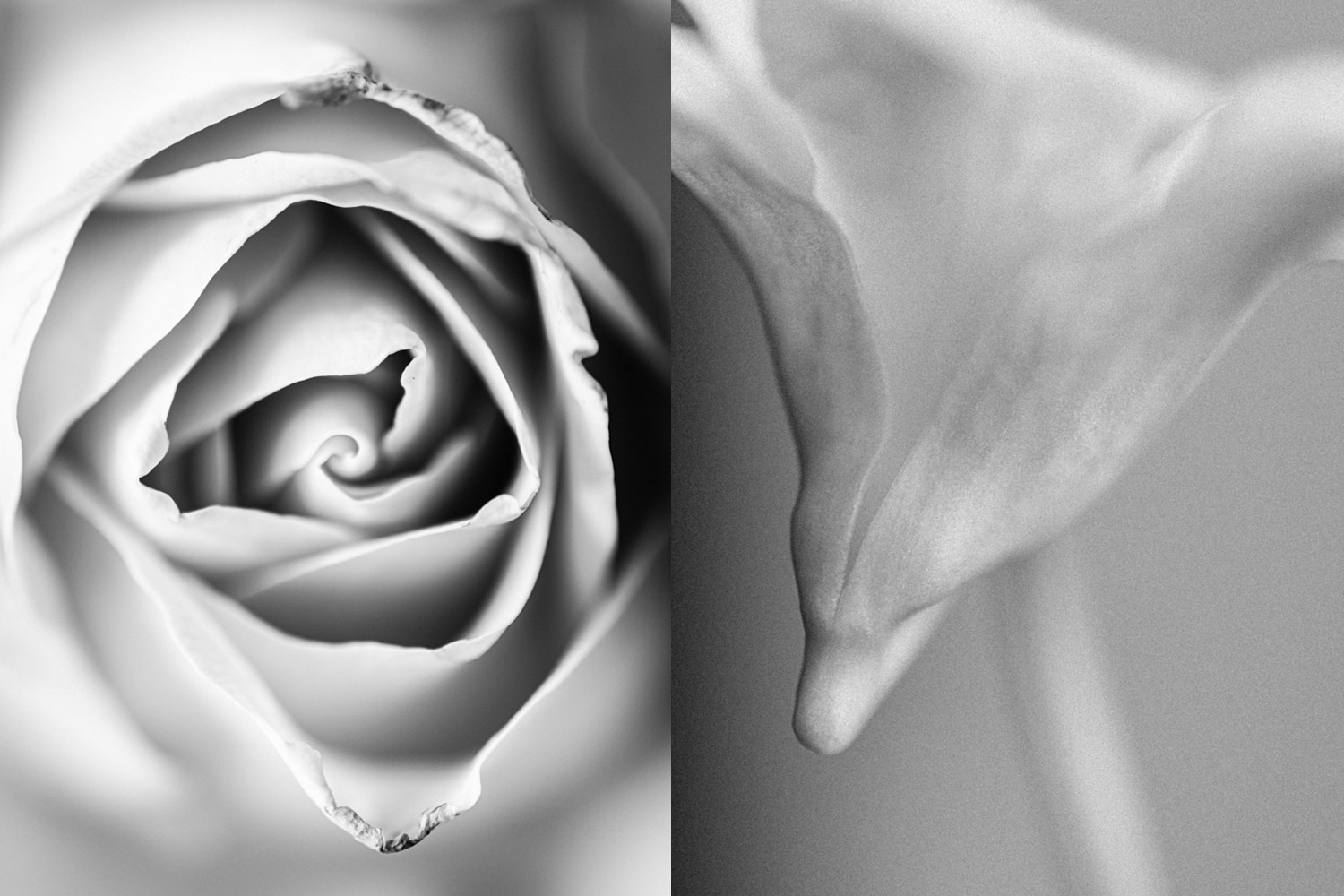 Wilting rose petals and orchid flower in black and white