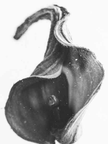 Dried flower wrapped in plastic still life in black and white