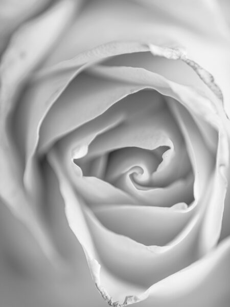 Rose petals fine art black and white photograph