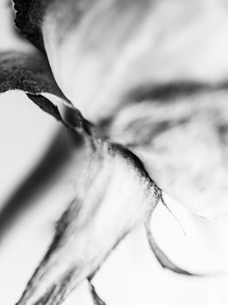 Rose bud and stem still life photograph in black and white