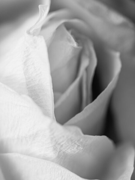 White rose with soft focus photograph in black and white