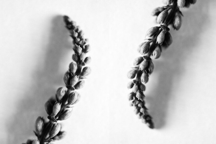 Flora studies malaysia black and white photo of flowers