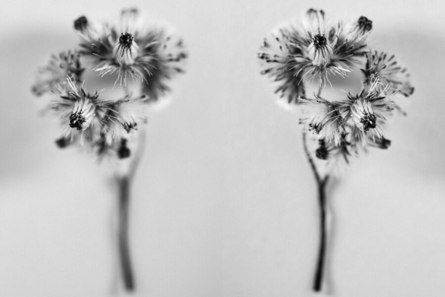 Flora studies malaysia two flowers in black and white