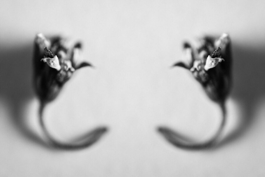Flora studies malaysia monochrome flower artwork