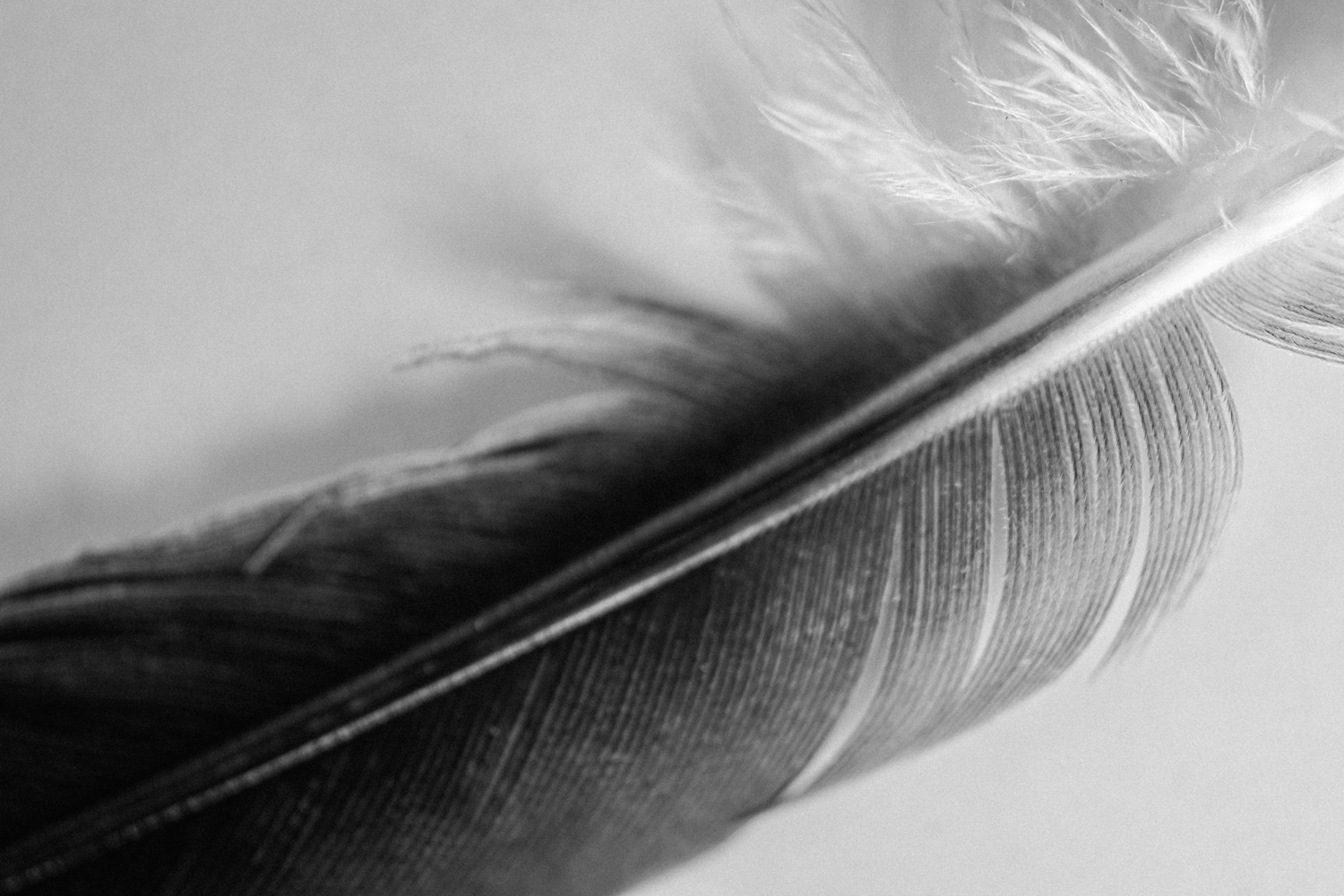 Black and white bird feather