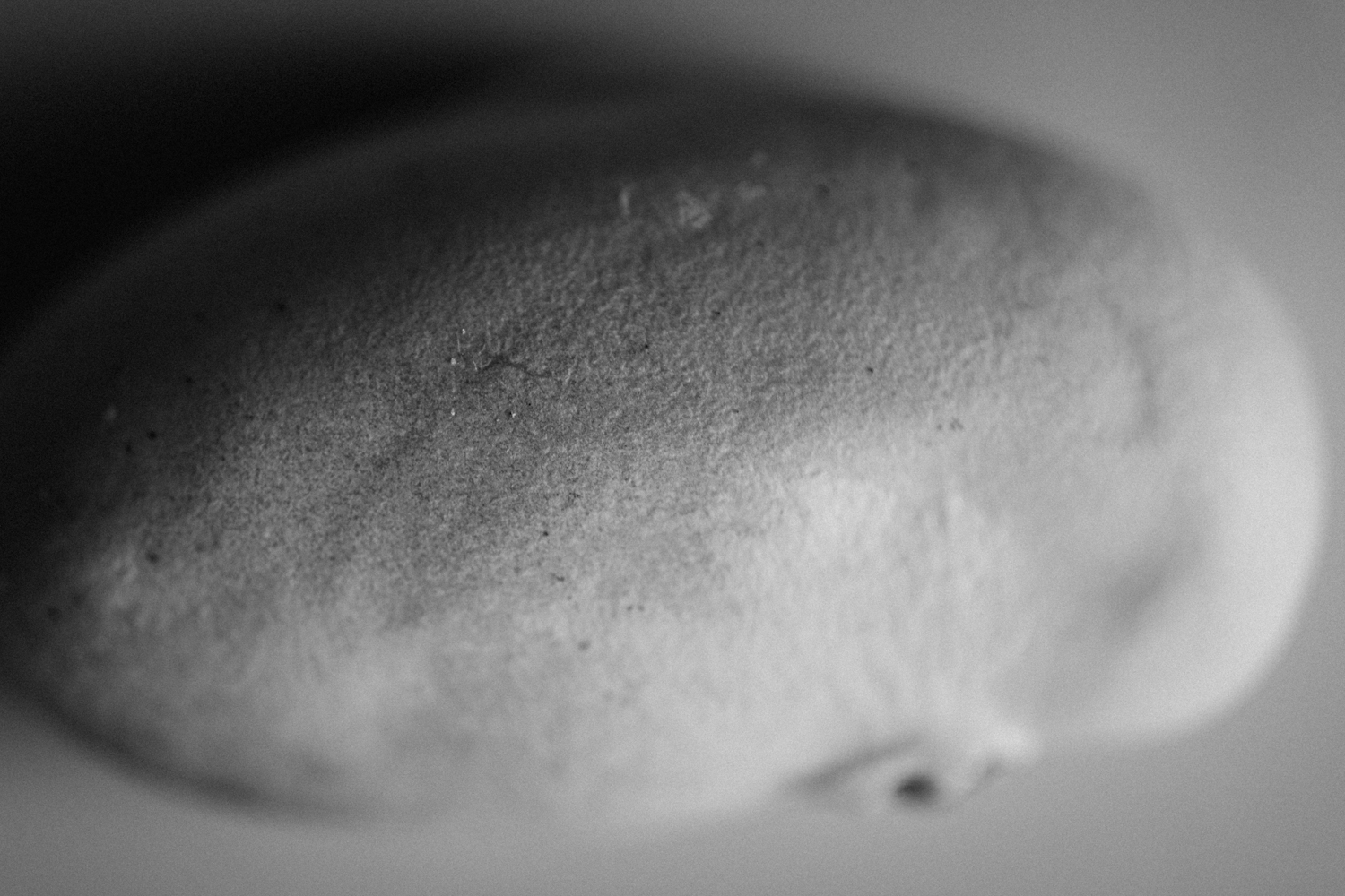 Tactile found objects black and white photo of a Jackfruit seed