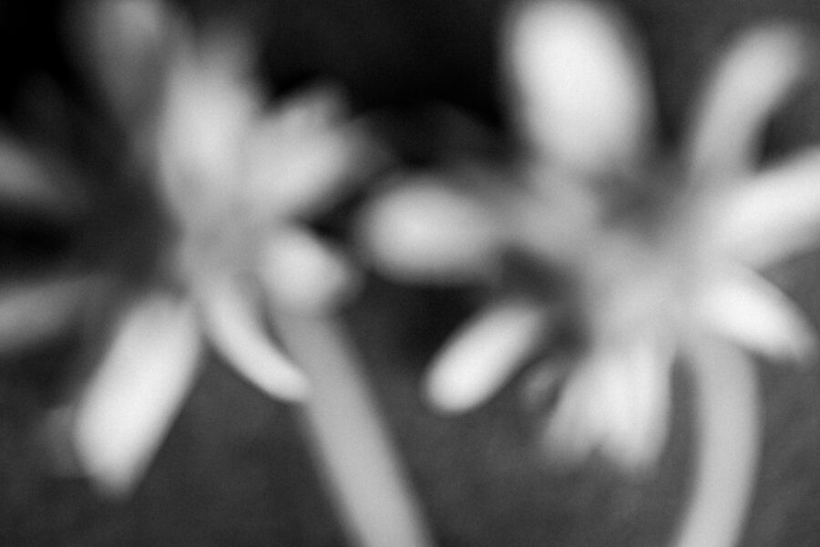 Abstract black and white flowers photograph