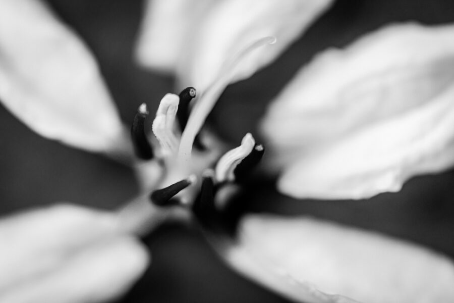 Flower fine art photo in black and white