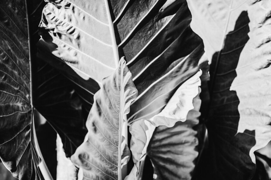 Black and white plant photo - ficus ingens