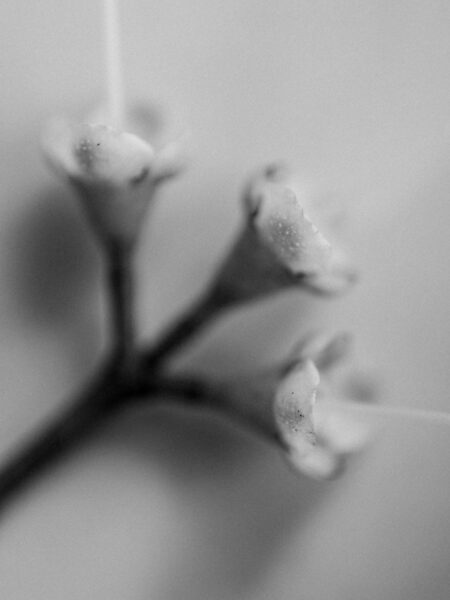 Black and white flower photo