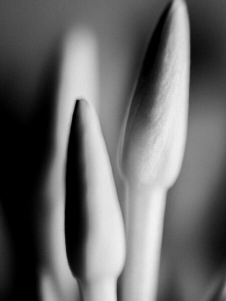 Flower fine art photo in black and white