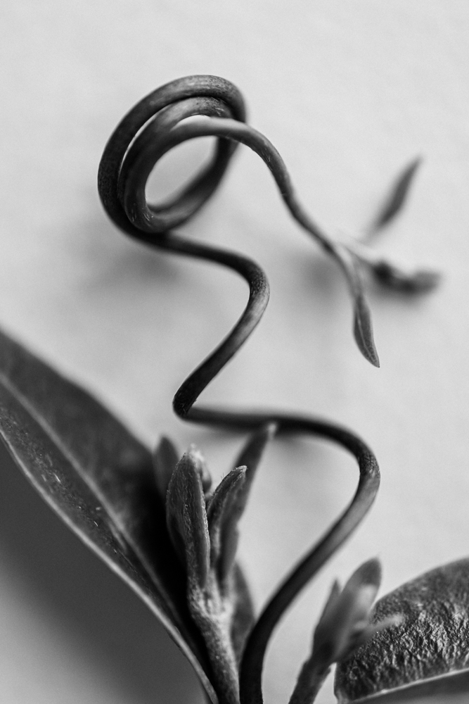 Flower black and white macro photograph