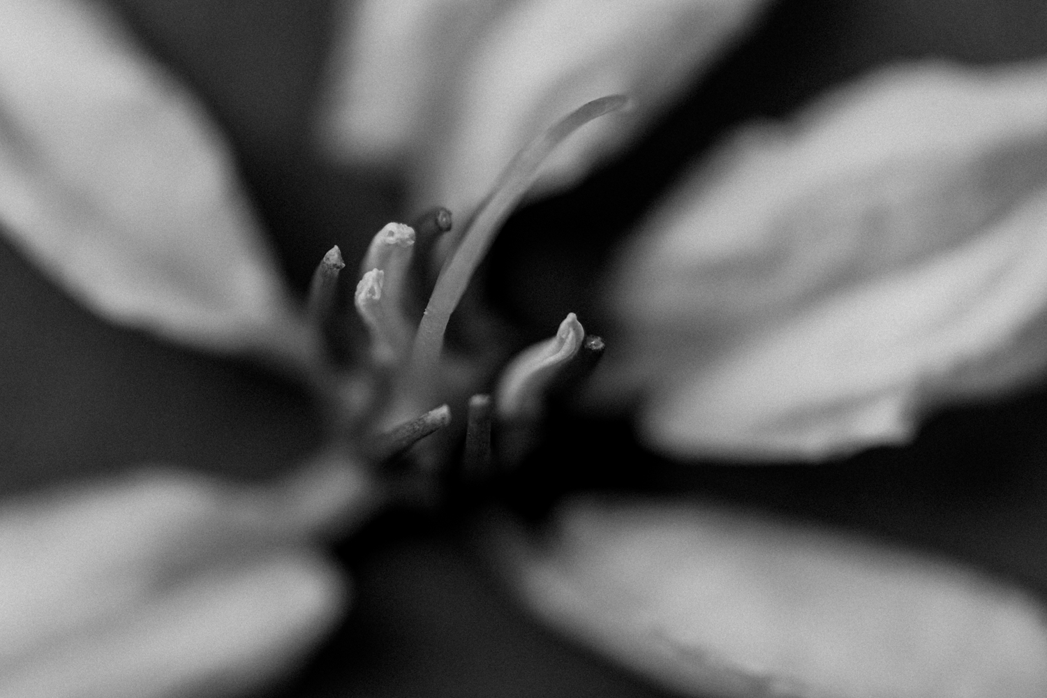 Fine art black and white macro study of a flower