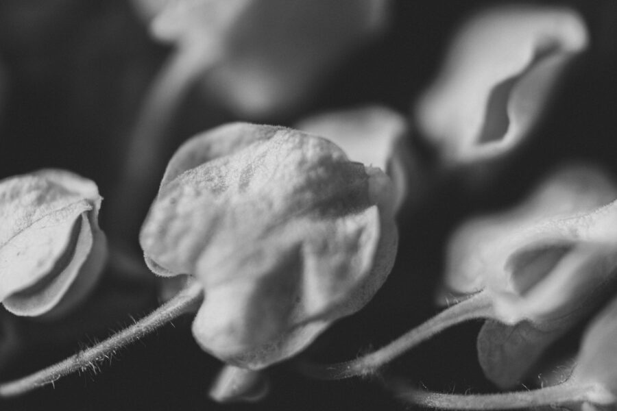 Monochrome macro flower photograph