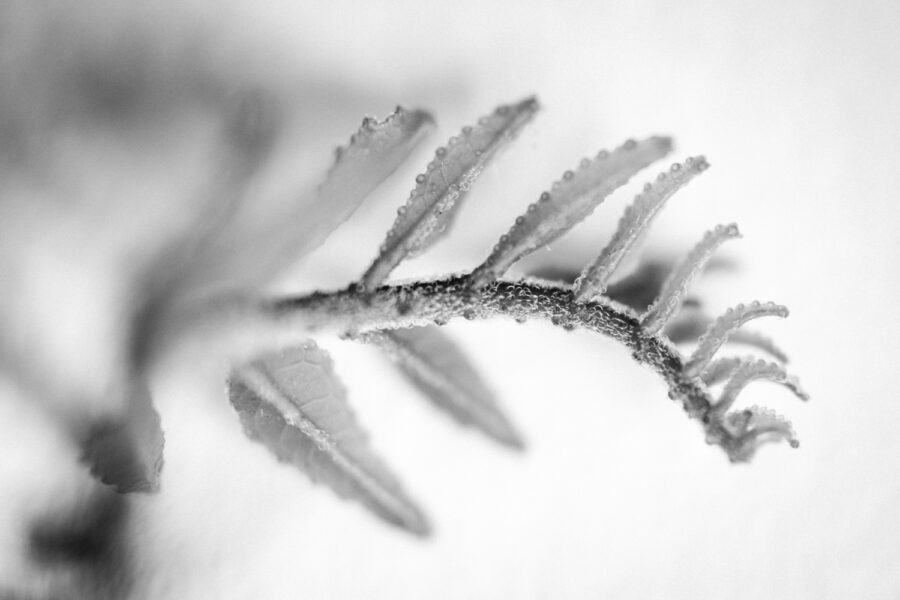 Botanical fern photography taken in the studio with a macro lens.