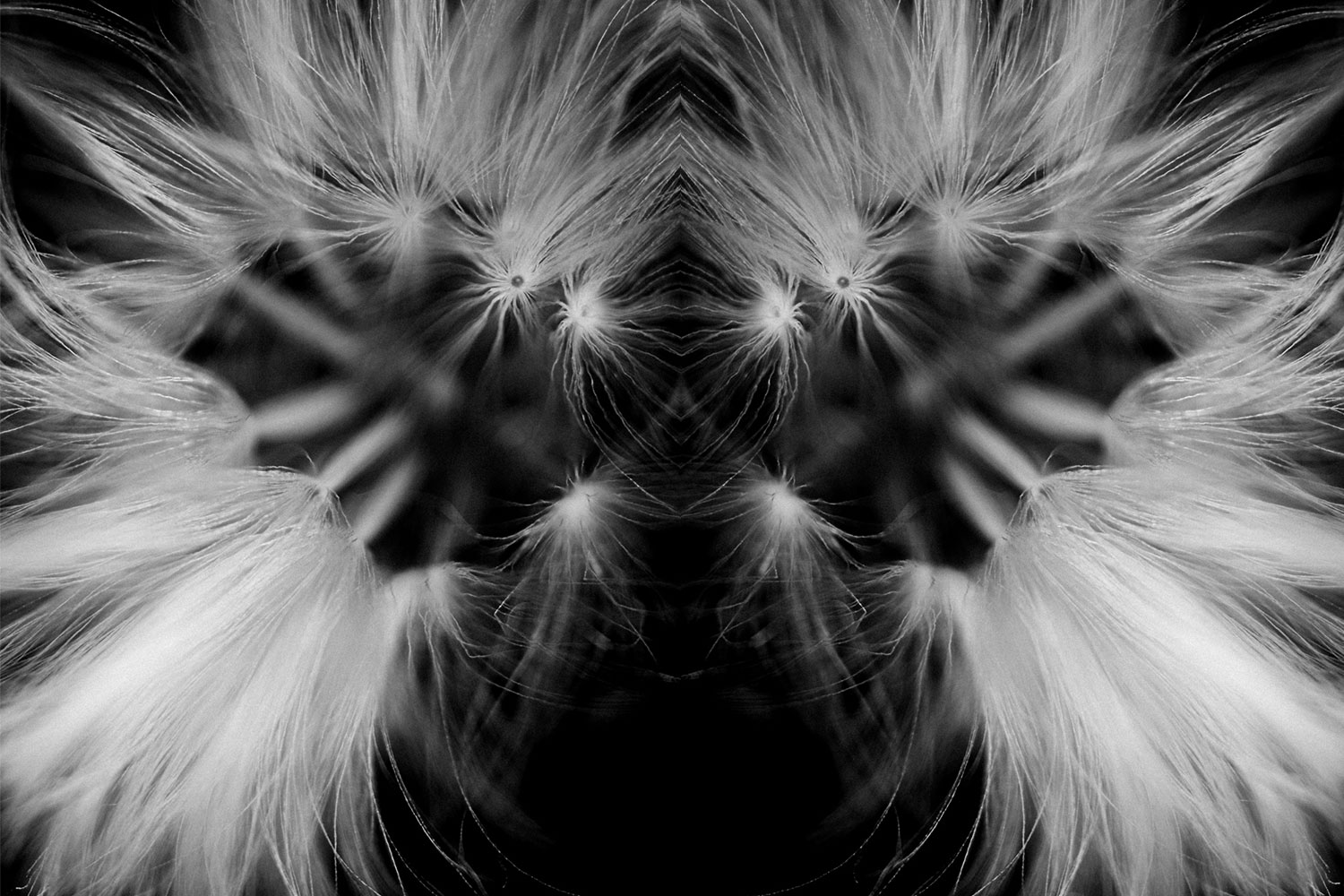 Pareidolia effect using a dandelion seed head