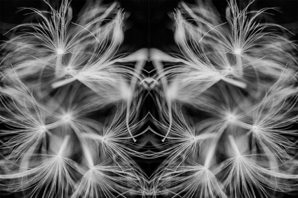 Pareidolia effect using a dandelion seed head black and white photo