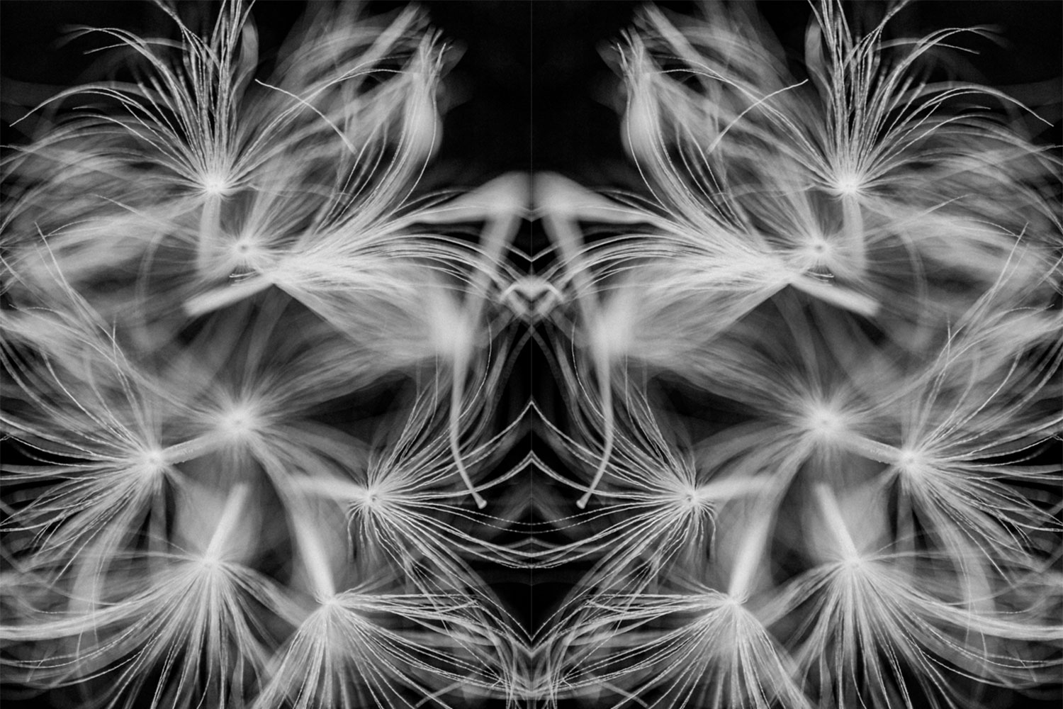 Pareidolia effect using a dandelion seed head black and white photo