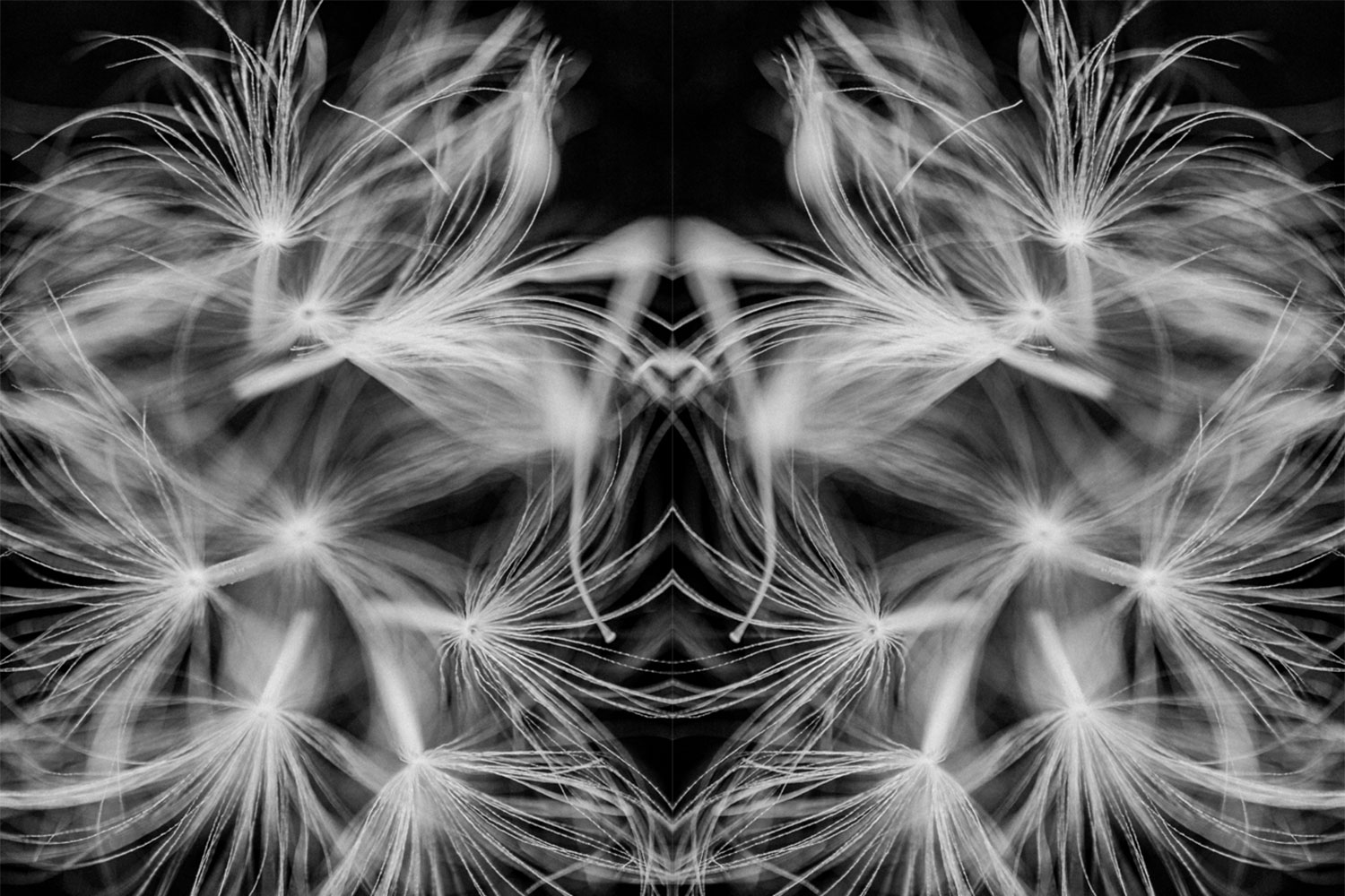Pareidolia effect using a dandelion seed head black and white photo
