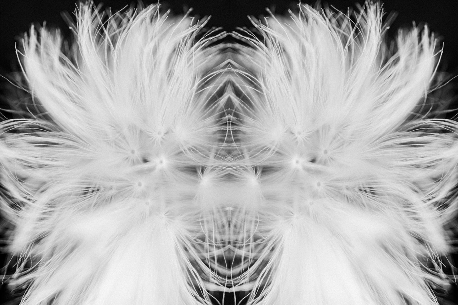 Pareidolia effect using a tuft of dandelion seeds