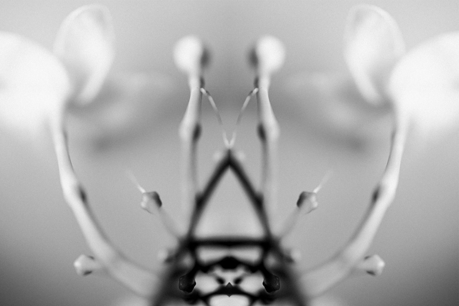 Pareidolia effect using a flower stem
