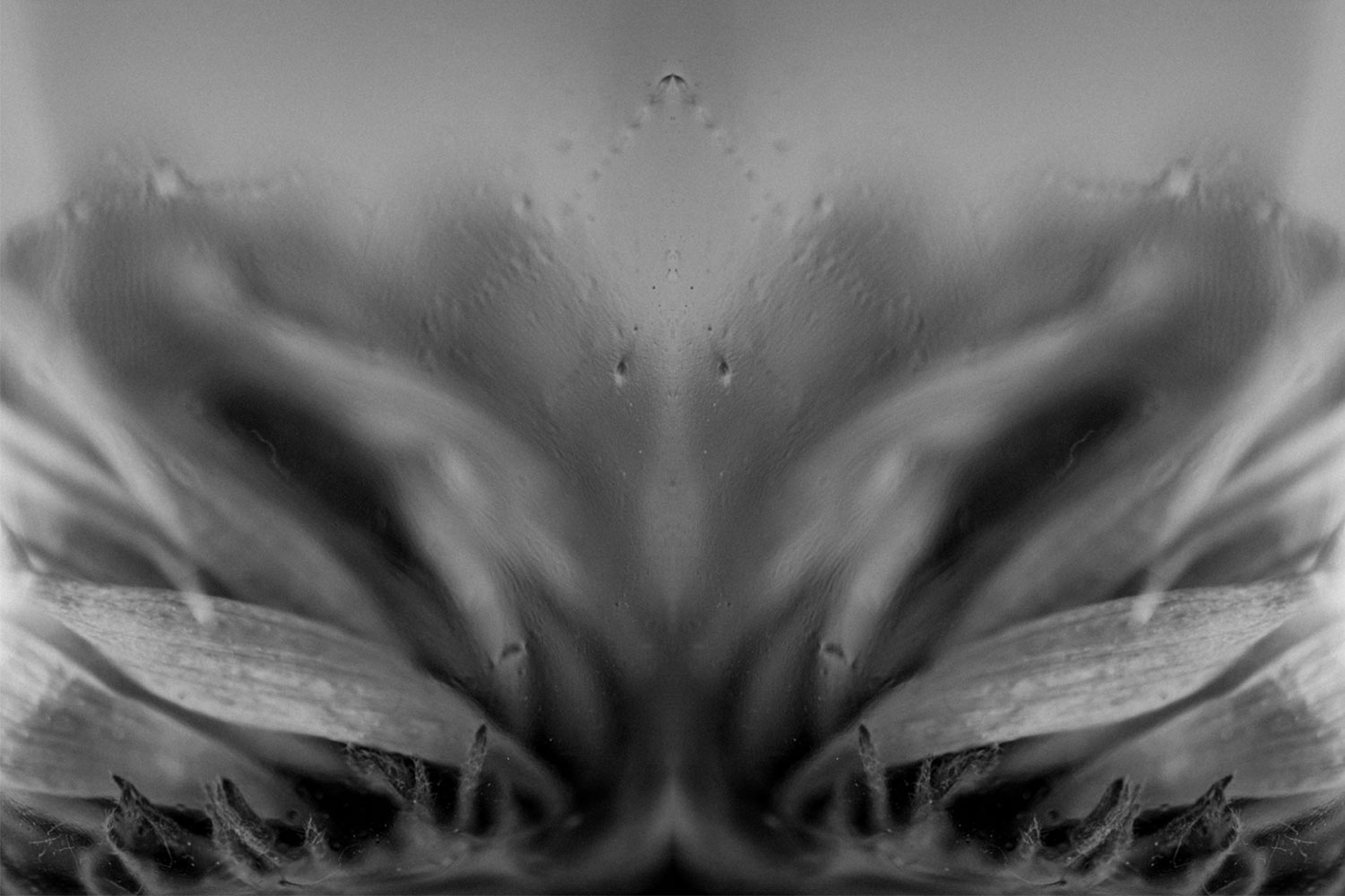 Ephemeral flower black and white imagery