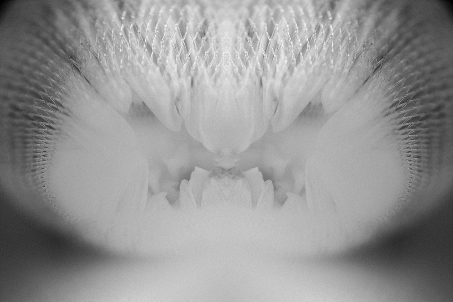 Ephemeral flower photo in black and white