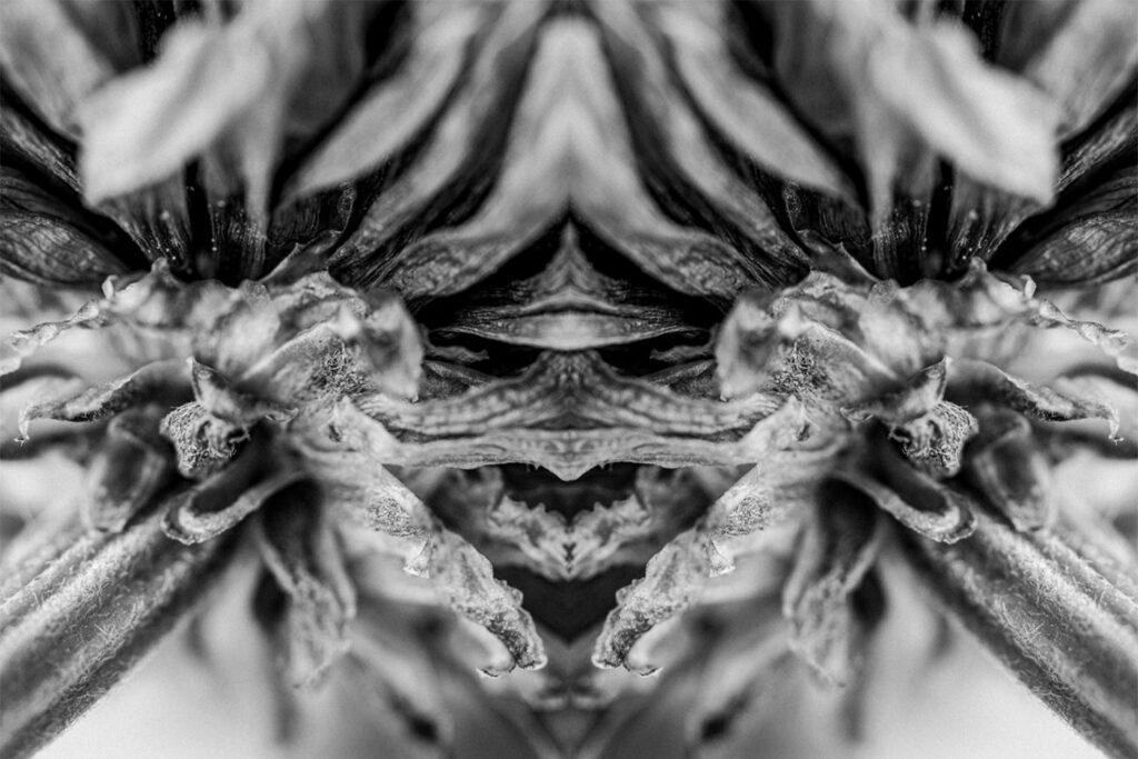 Ephemeral flower fine art photo