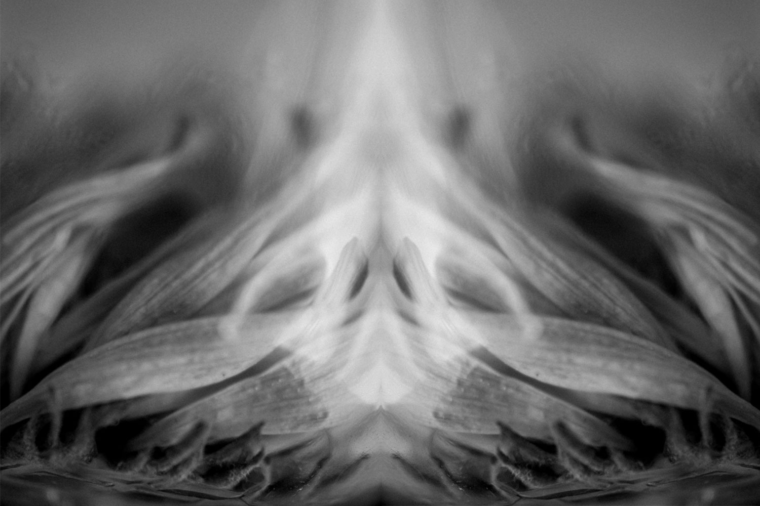 Ephemeral flower imagery