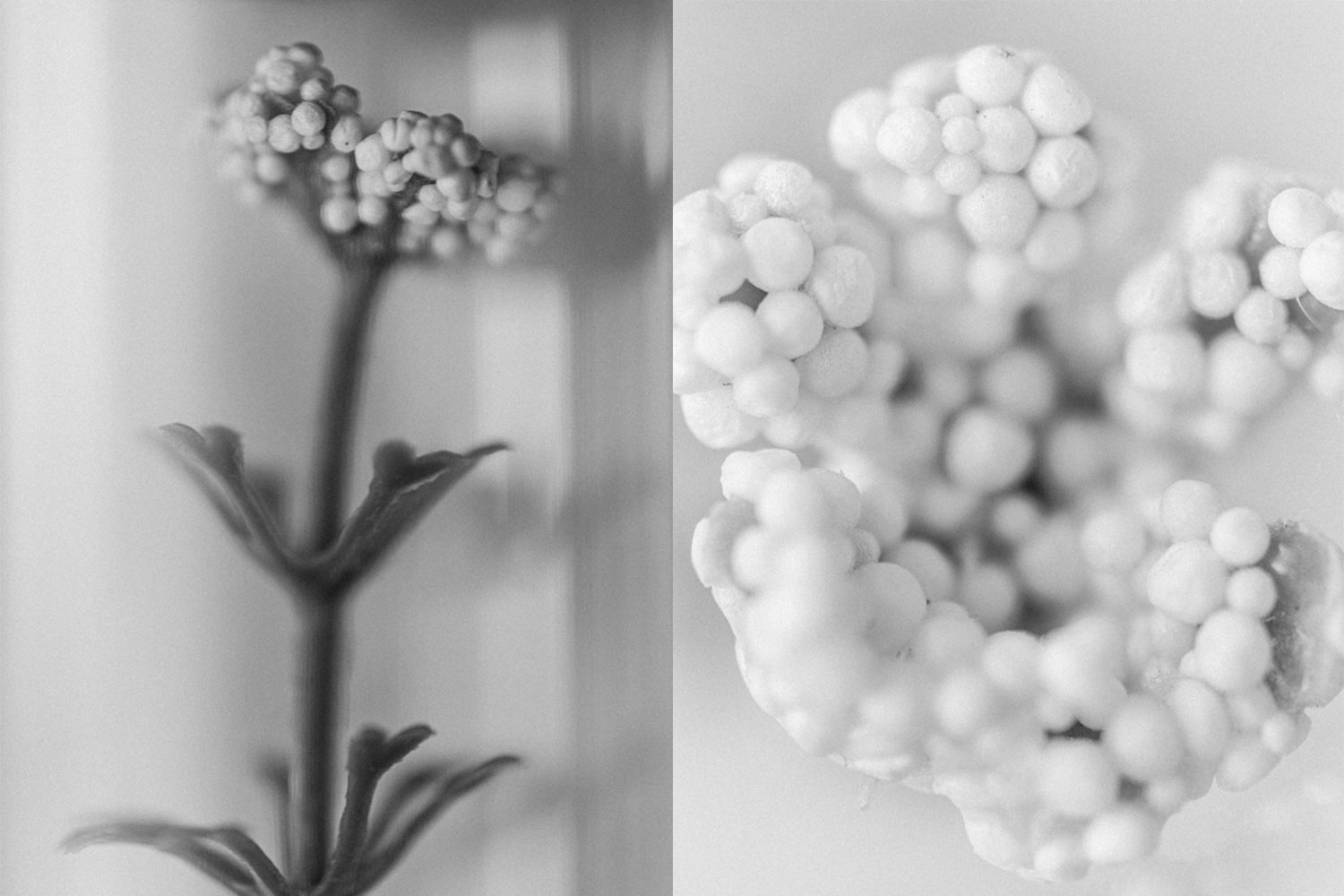 Fine art spheres plastic plant black and white.