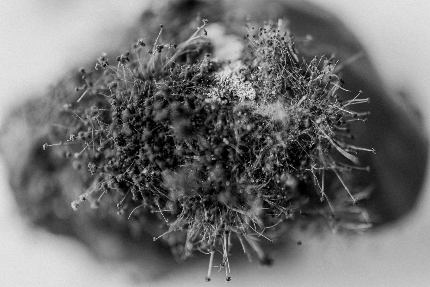 Jackfruit seeds with fuzzy mold and black spores.