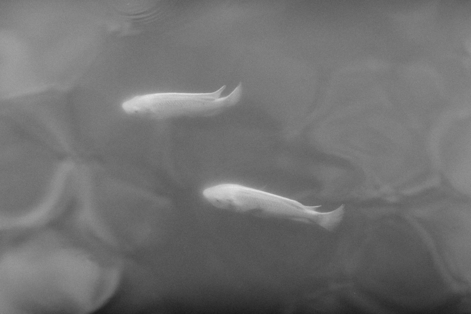Koi fish monochrome photos taken at Lake Gardens – Kuala Lumpur Perdana Botanical Gardens