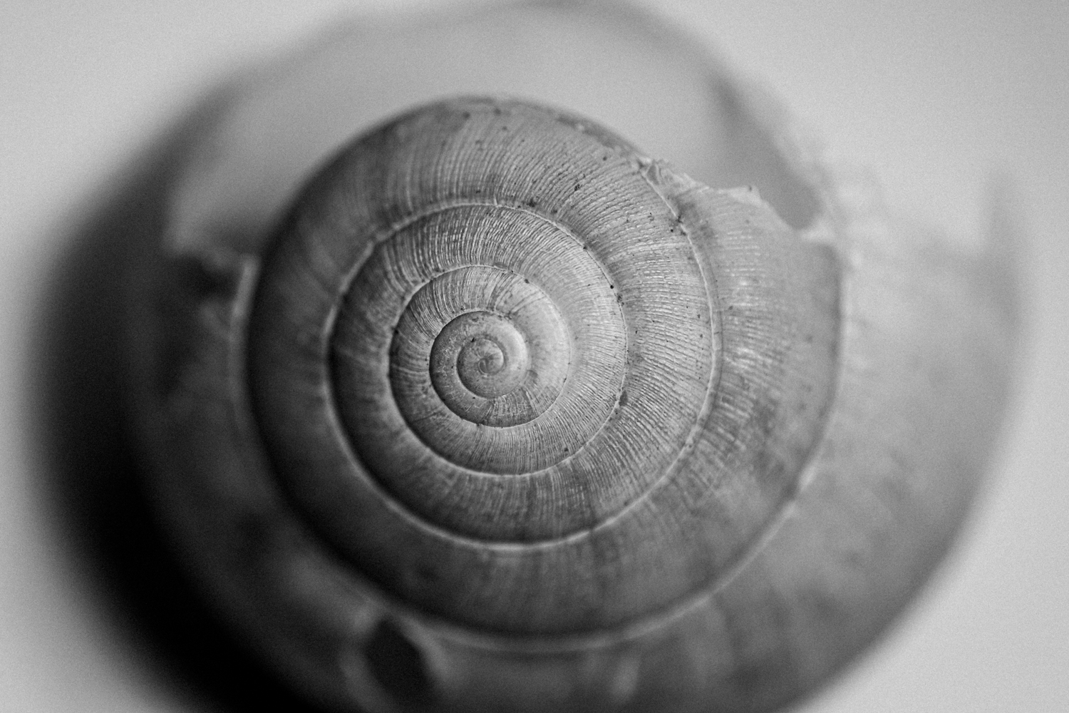 Macro photography empty snail shell in black and white photo