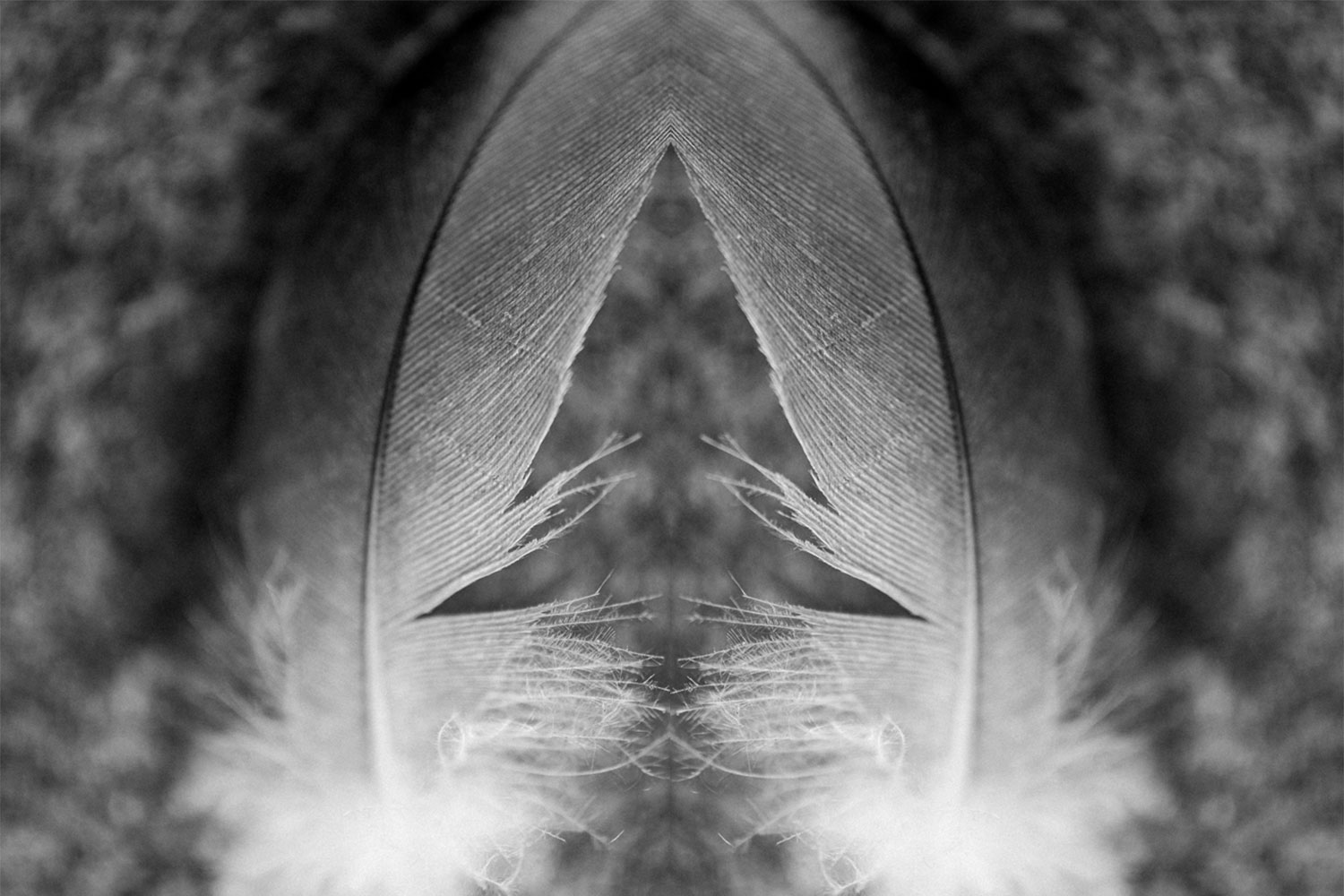 Abstract black and white photo using a feather.