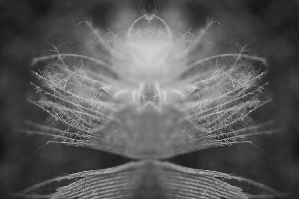 Pareidolia effect what can you see in this feather photo?