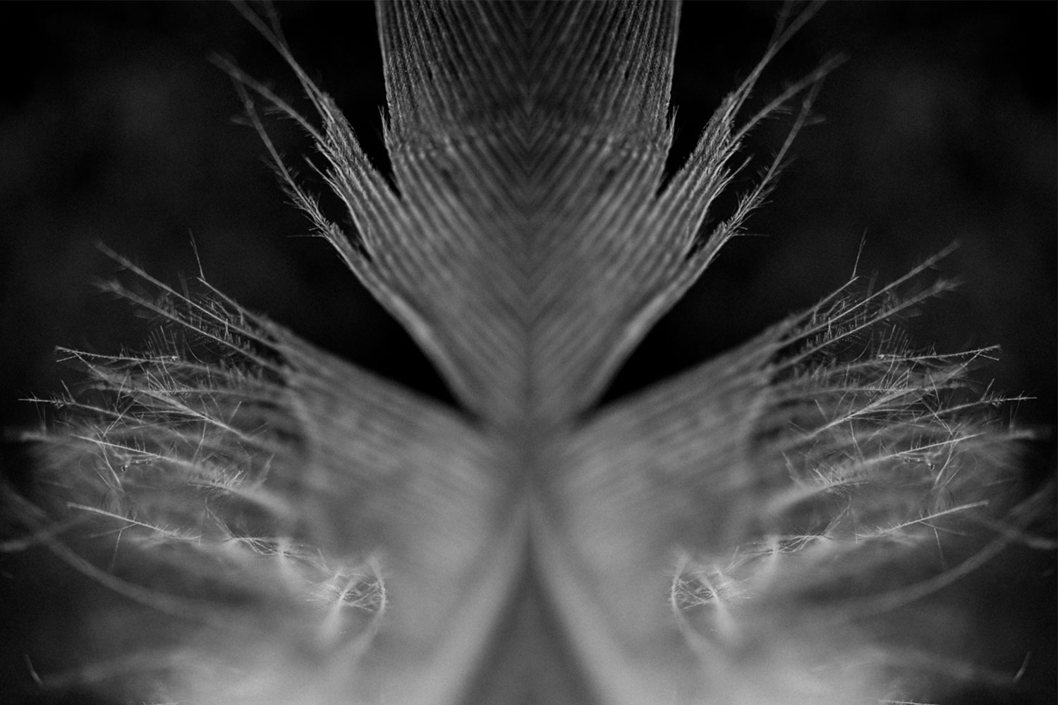 Feather mirrored to find a pleasing shape.
