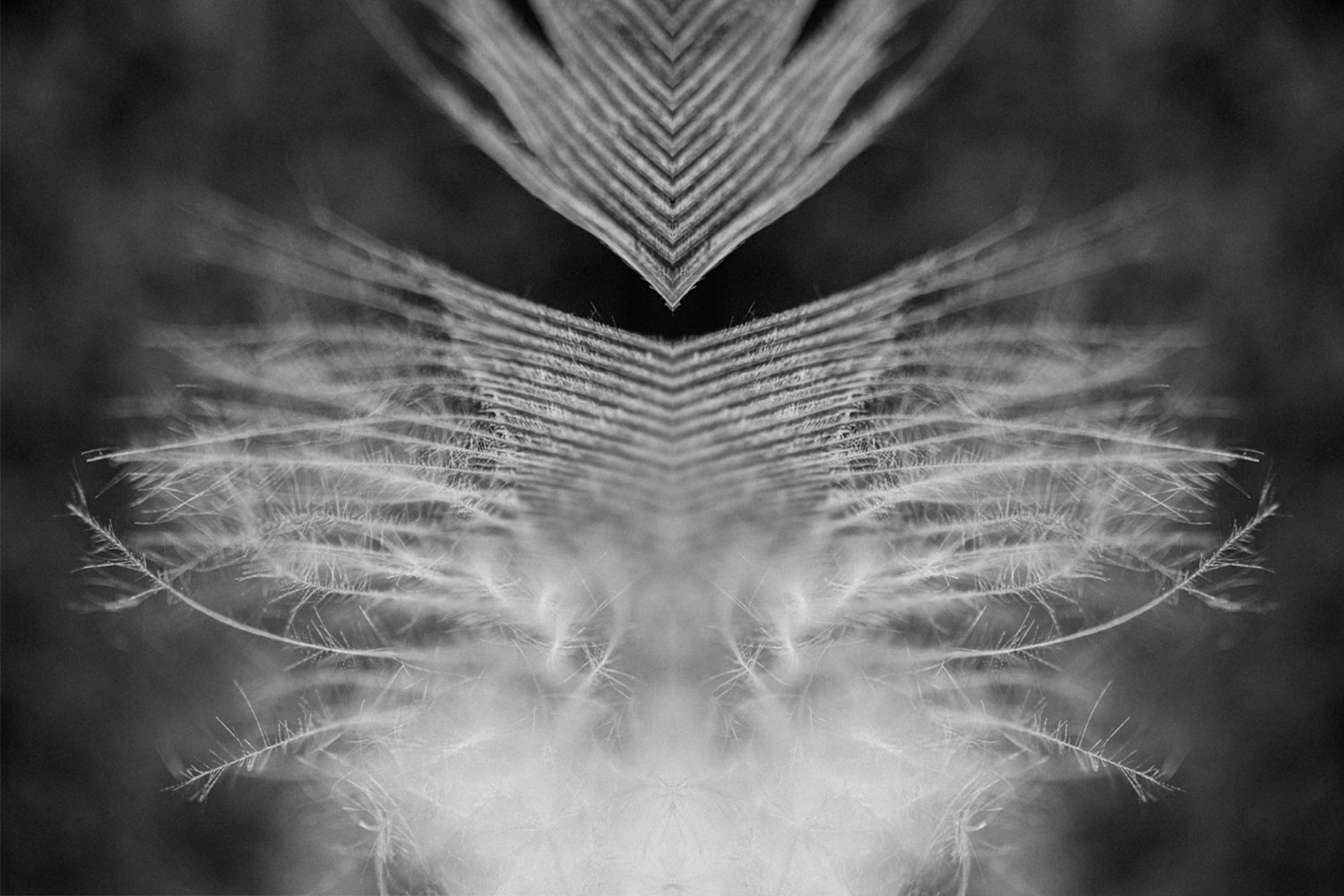 Pareidolia effect using feathers to create shape and pattern.