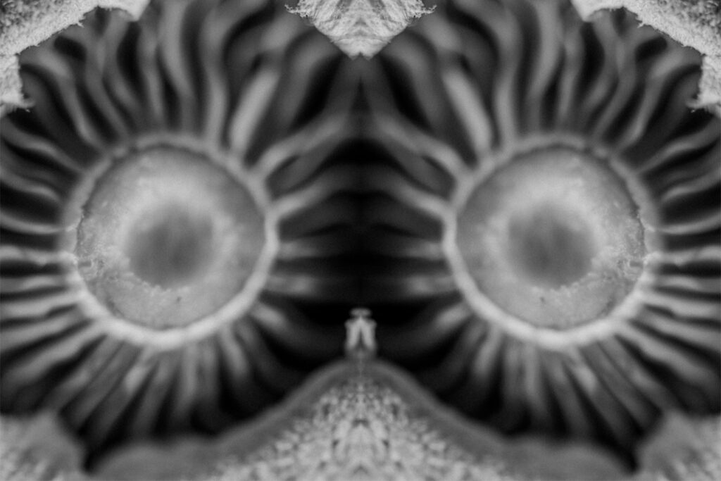 Pareidolia mushroom fine art black and white imagery