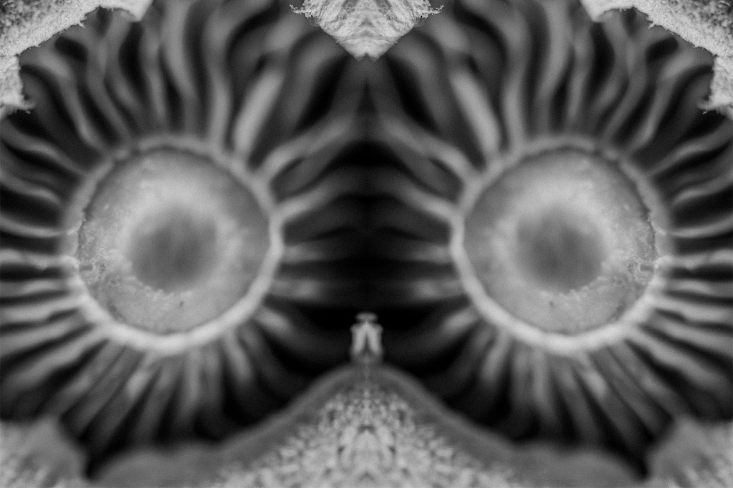 Pareidolia mushroom fine art black and white imagery