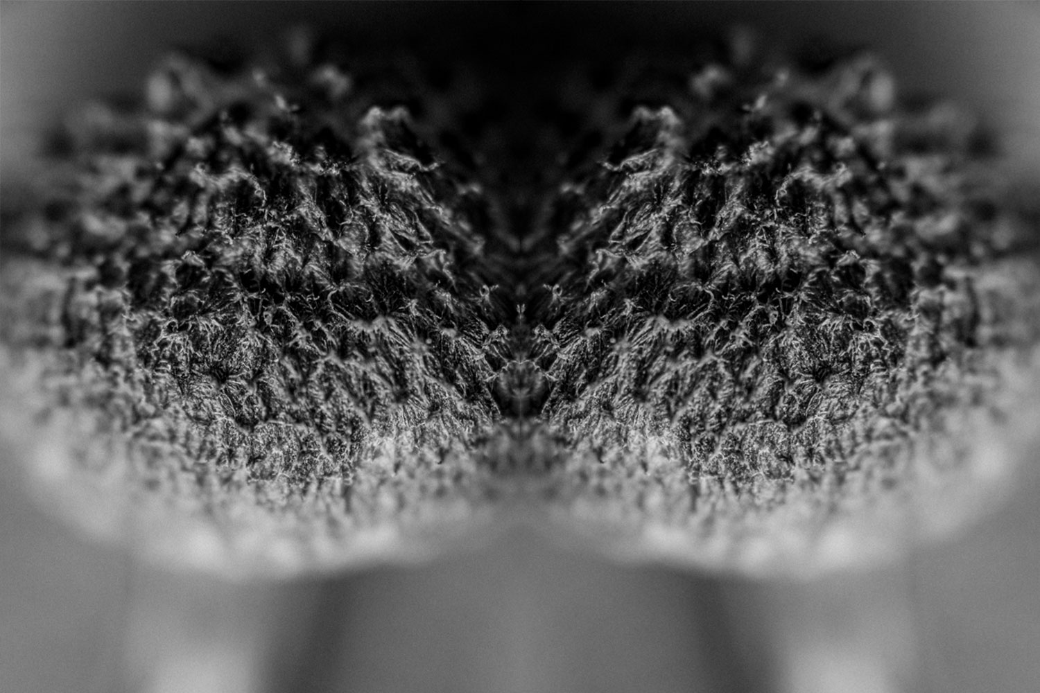 Pareidolia mushroom caps fine art black and white photos